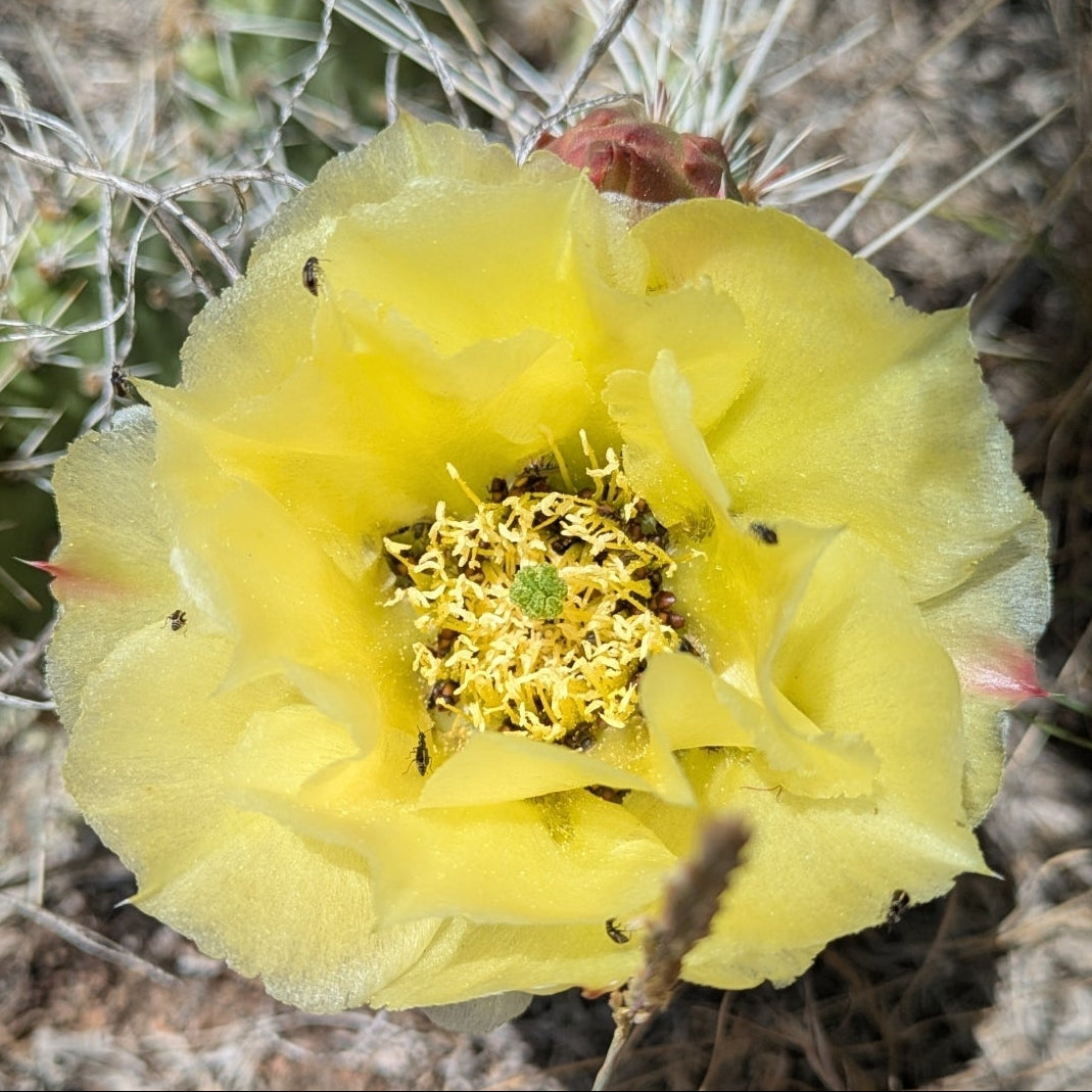 Mojave Prickly Pear
