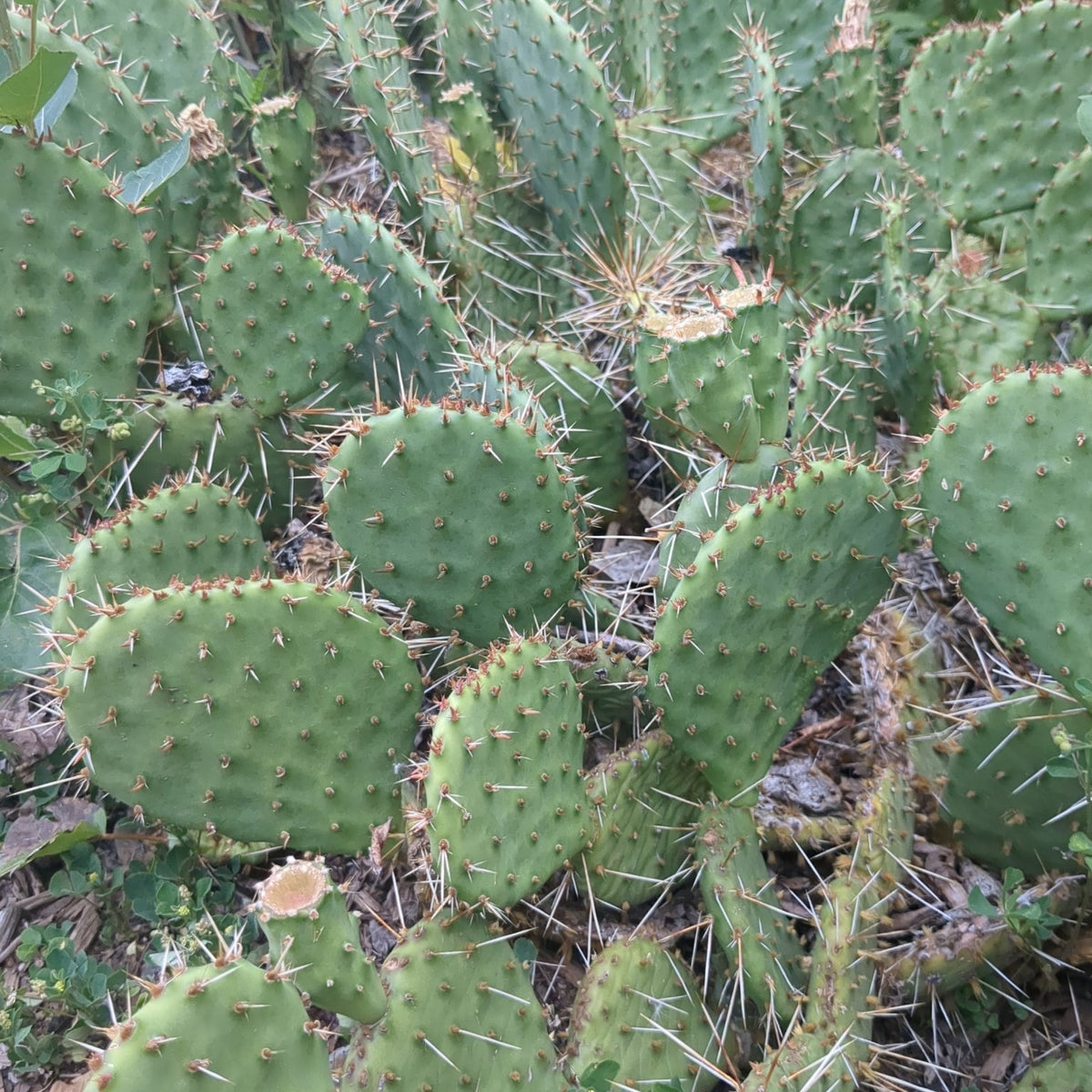 Desert Prickly Pear
