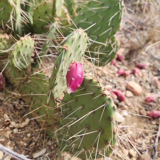 Desert Prickly Pear