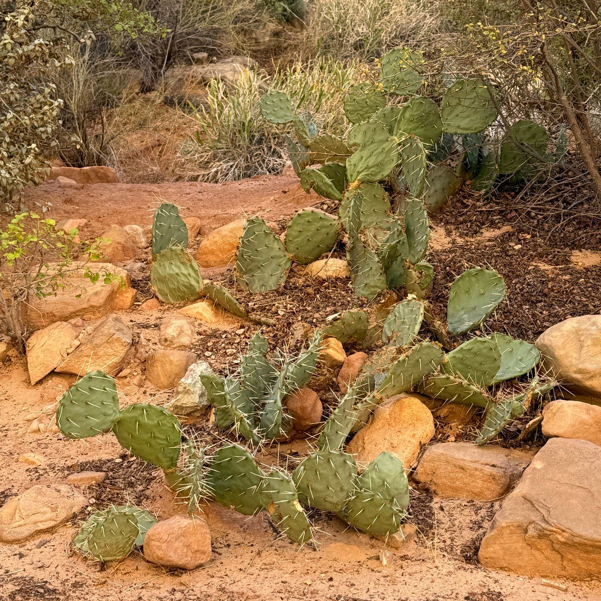 Desert Prickly Pear