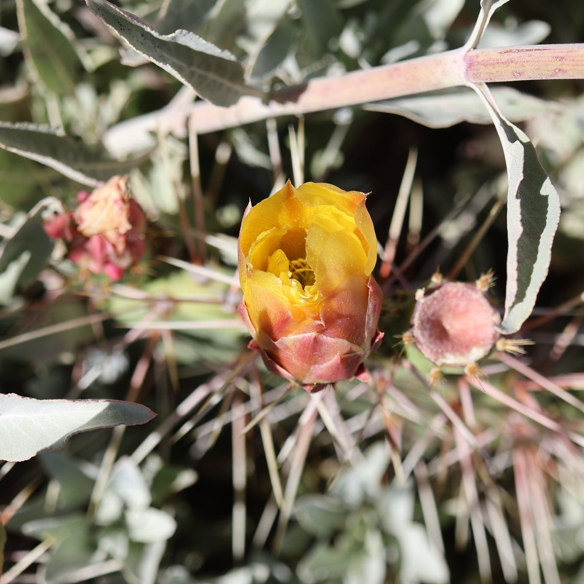 Desert Prickly Pear