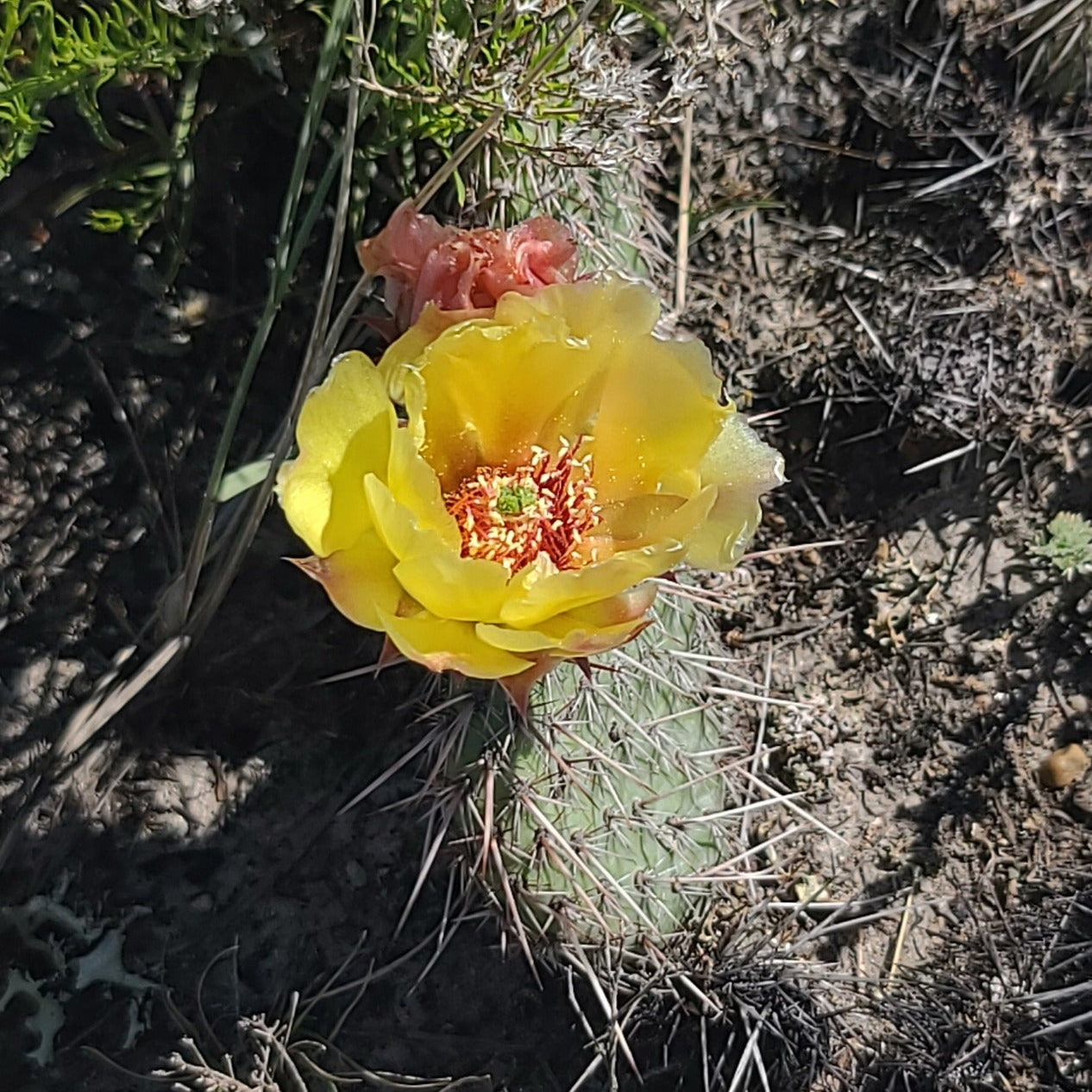 Plains Prickly Pear