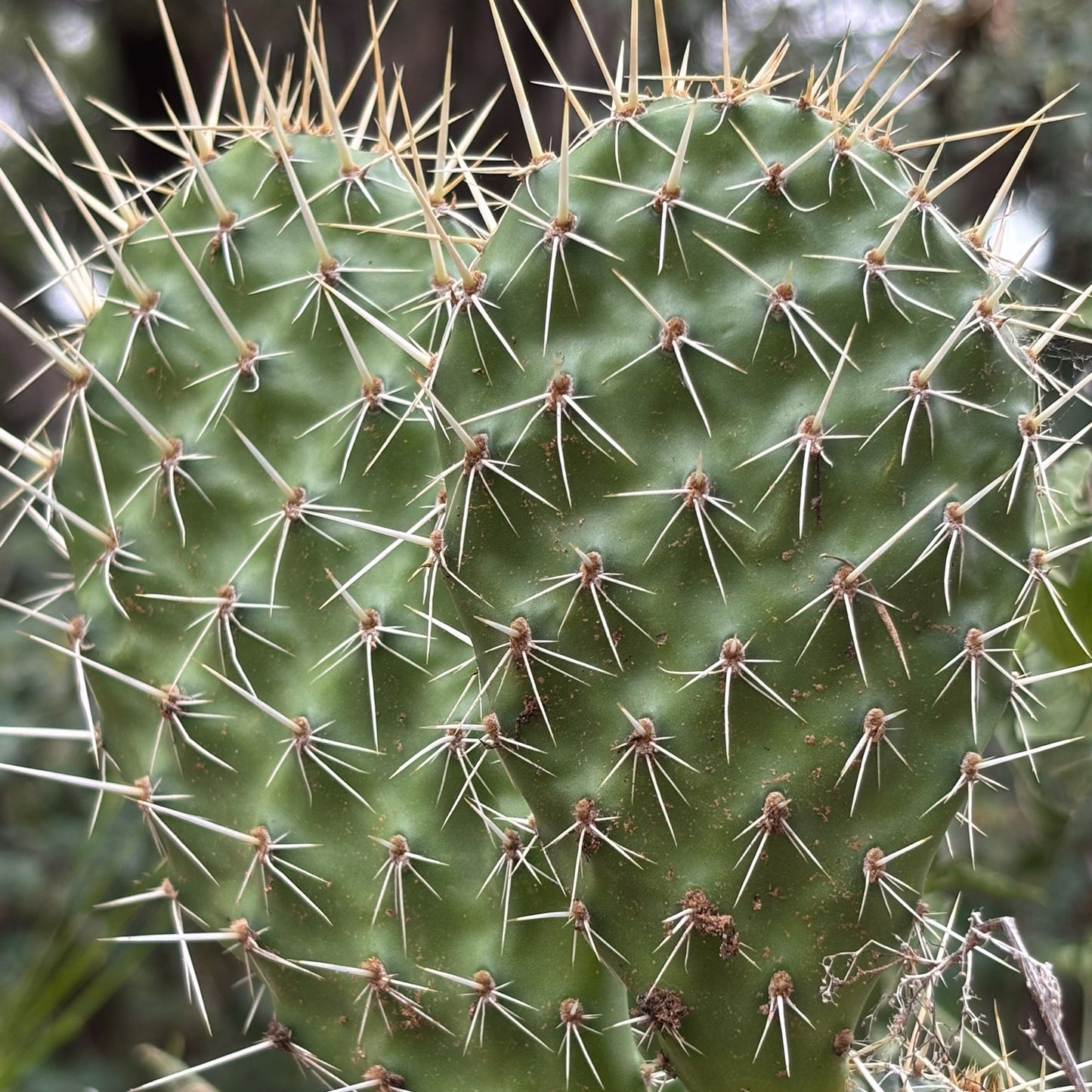 Plains Prickly Pear