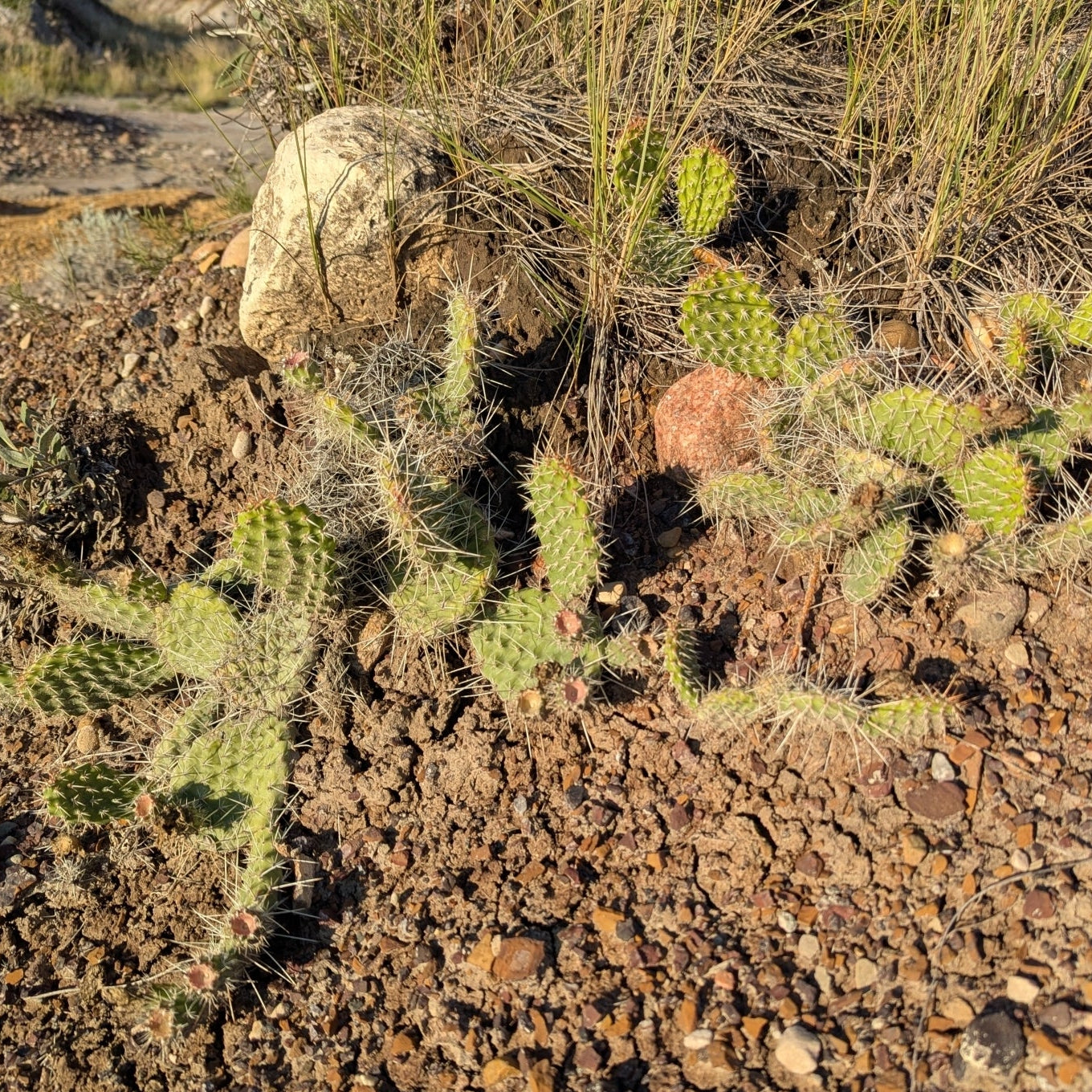 Plains Prickly Pear