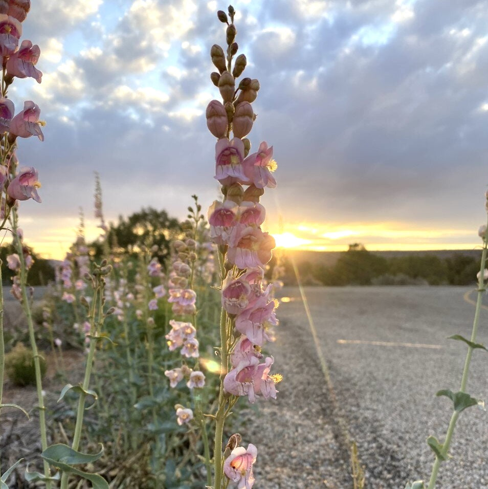 Palmer Penstemon