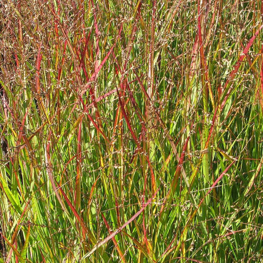 Switch Grass ‘Shenandoah’