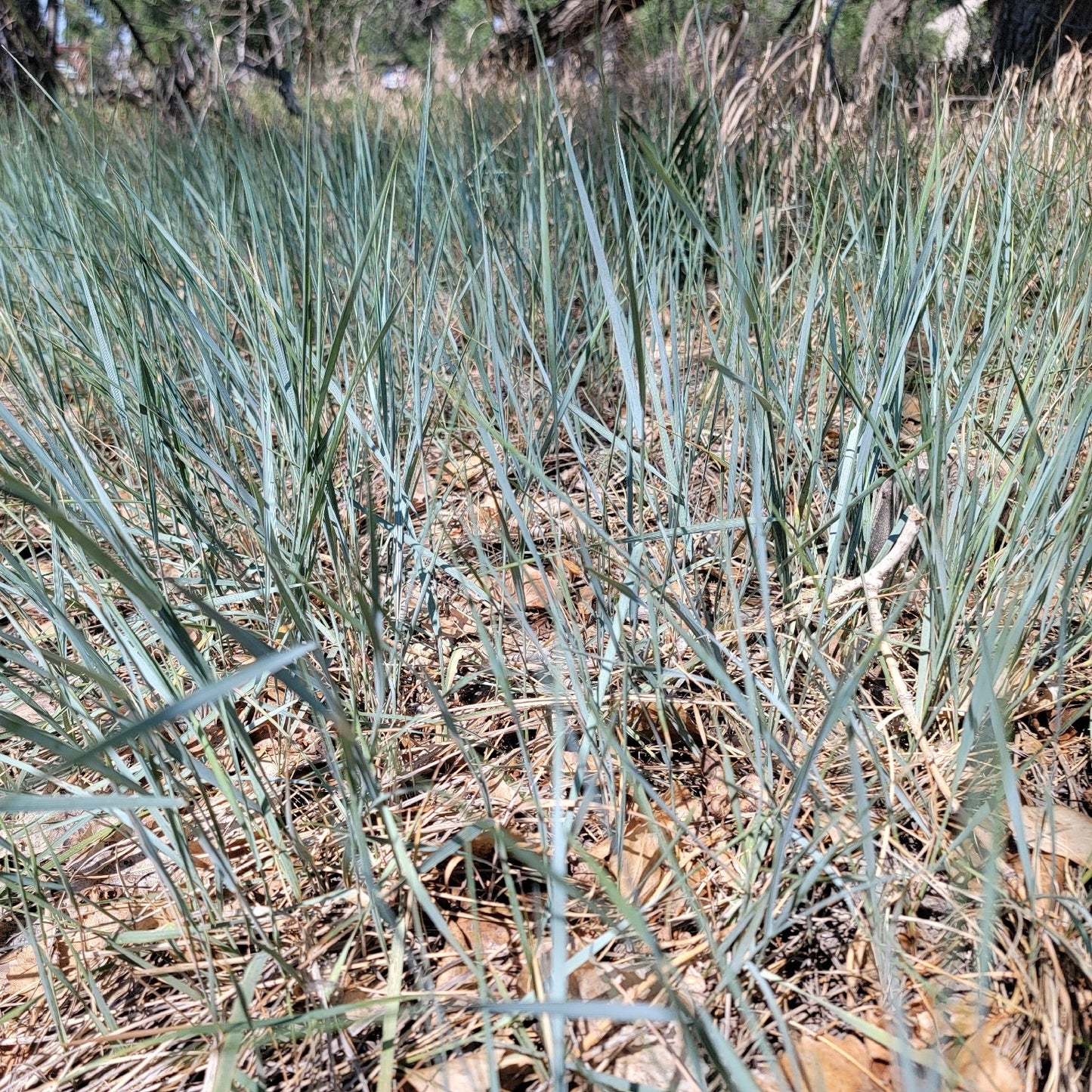 Western Wheatgrass