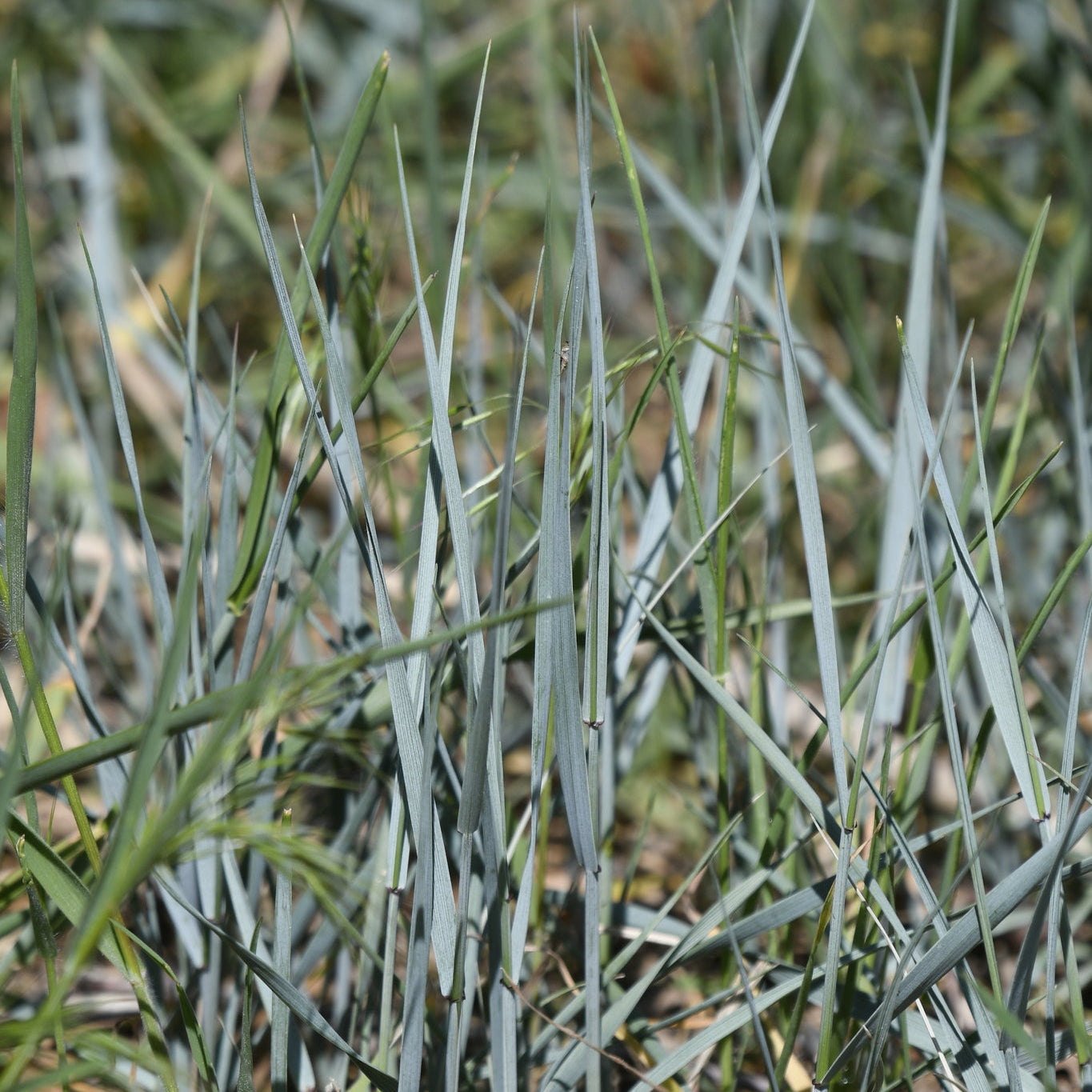 Western Wheatgrass