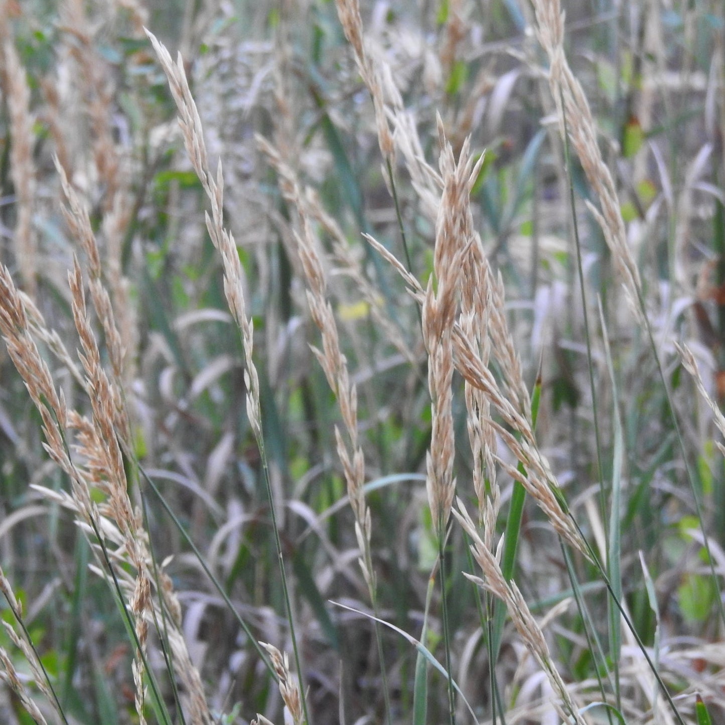 Western Wheatgrass