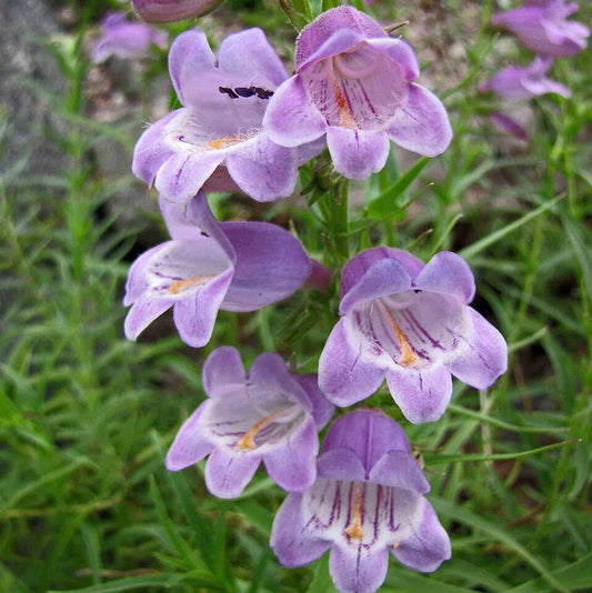 Dusty Penstemon Penstemon comarrhenus