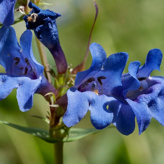 Wasatch Penstemon Penstemon cyananthus close up
