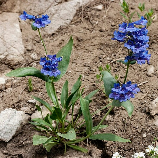 Wasatch Penstemon Penstemon cyananthus plant