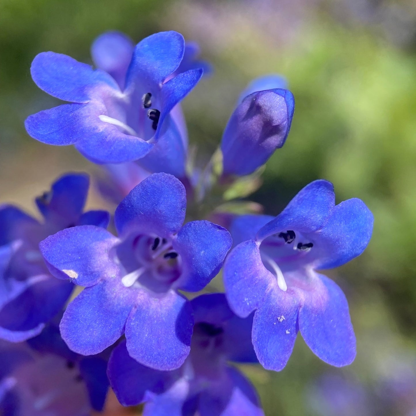 Leonard's Penstemon