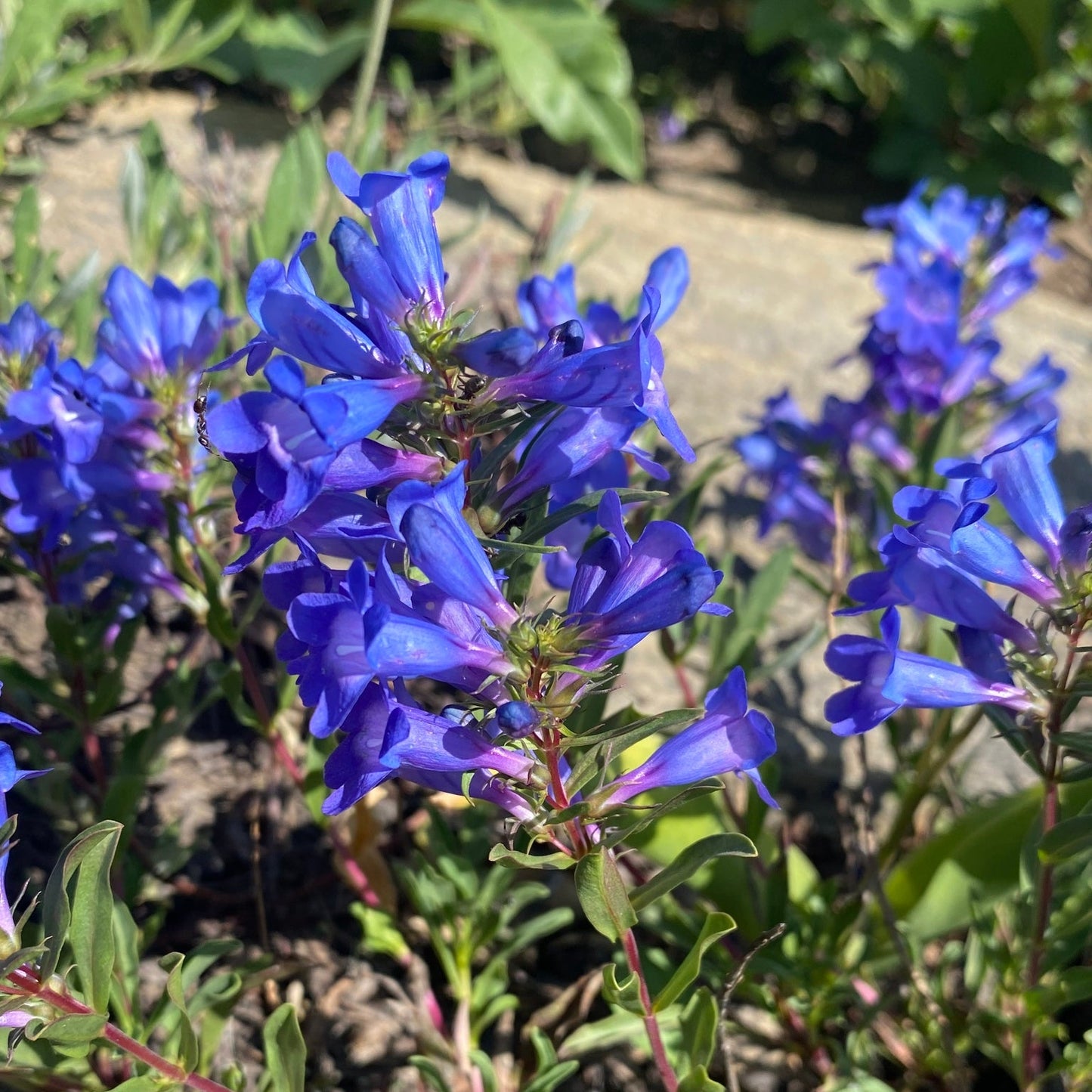 Leonard's Penstemon