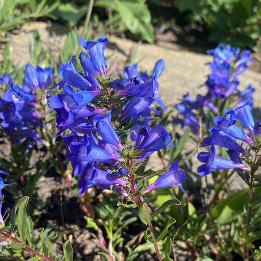 Leonard's Penstemon