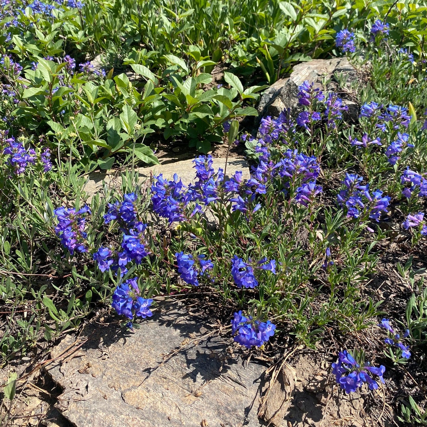 Leonard's Penstemon