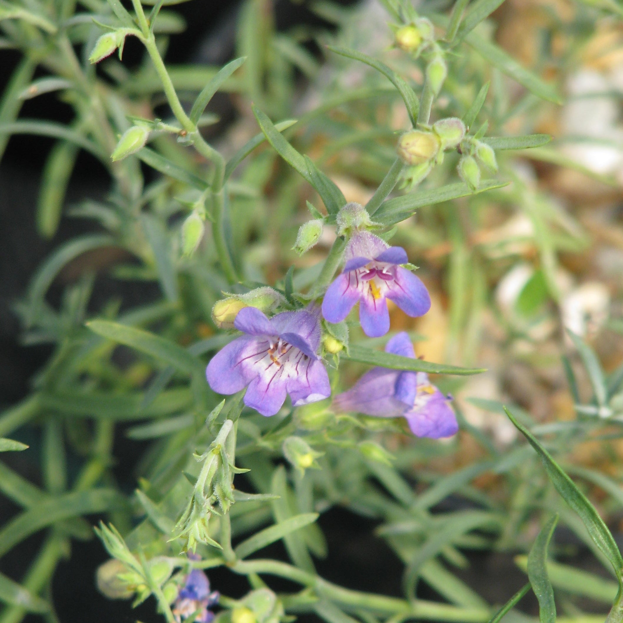 Bluemat Penstemon 'Silverton' – Native Utah Plants