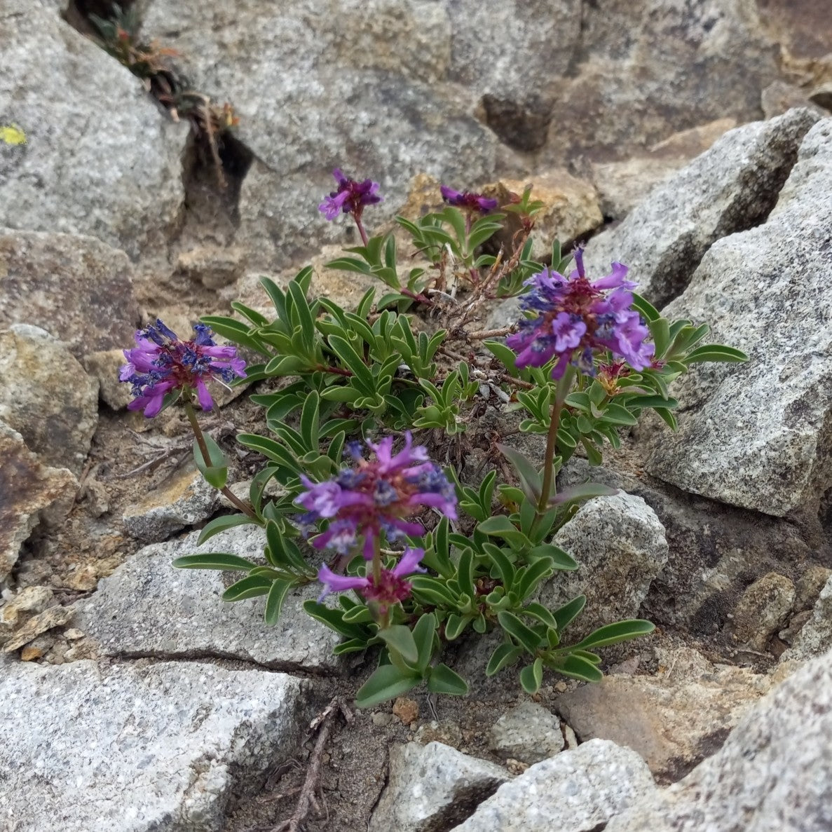 Littleflower Penstemon