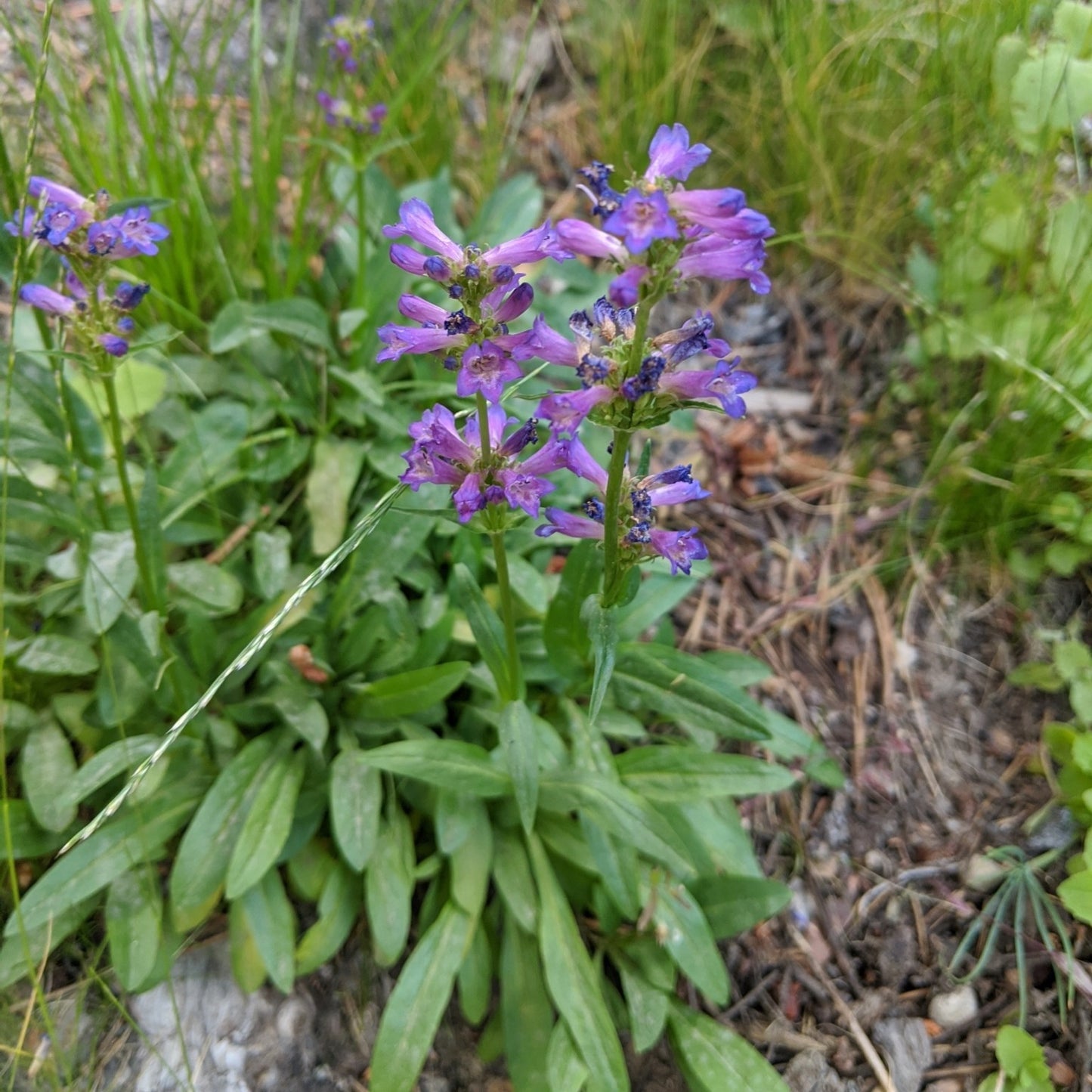 Littleflower Penstemon