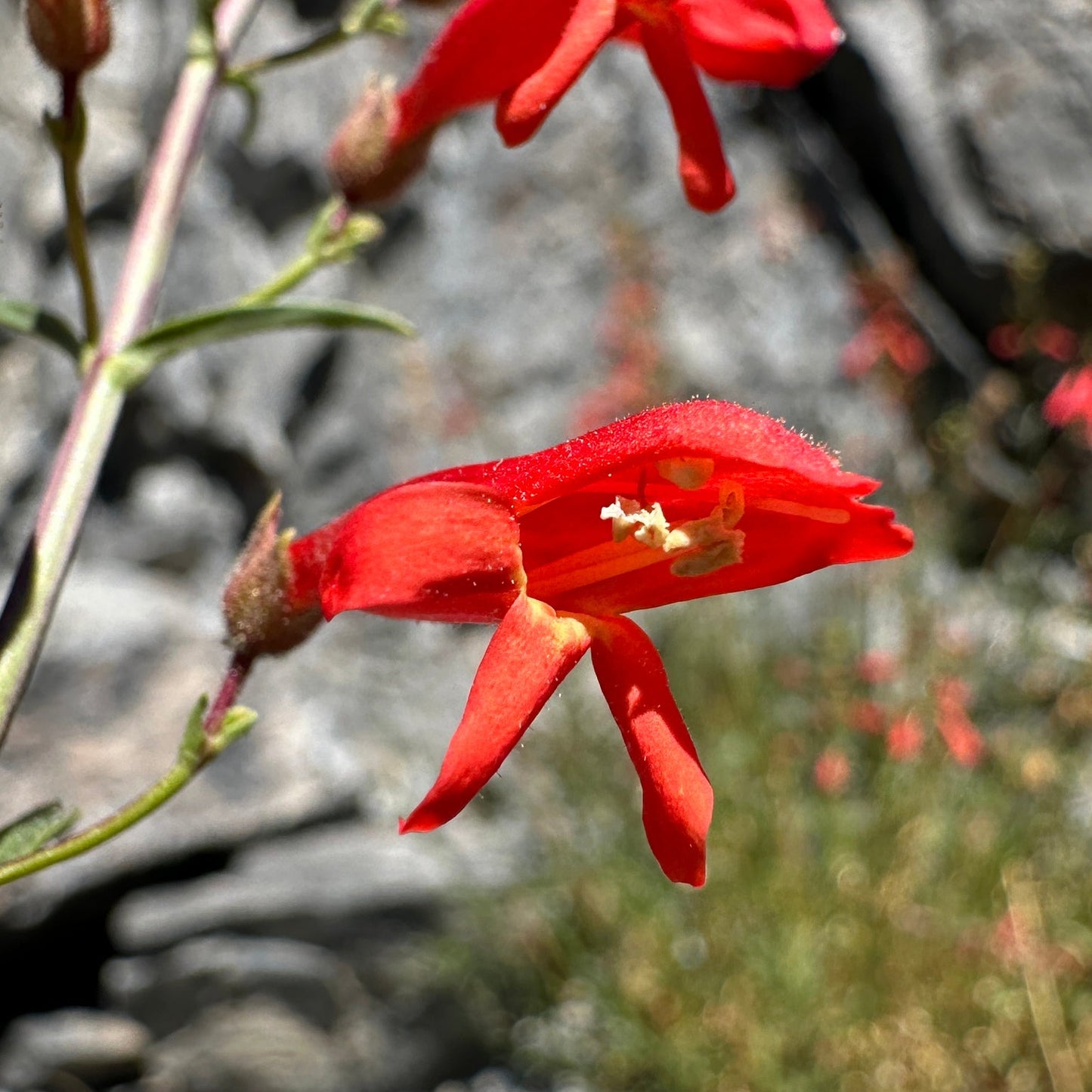 Bridges’ Penstemon