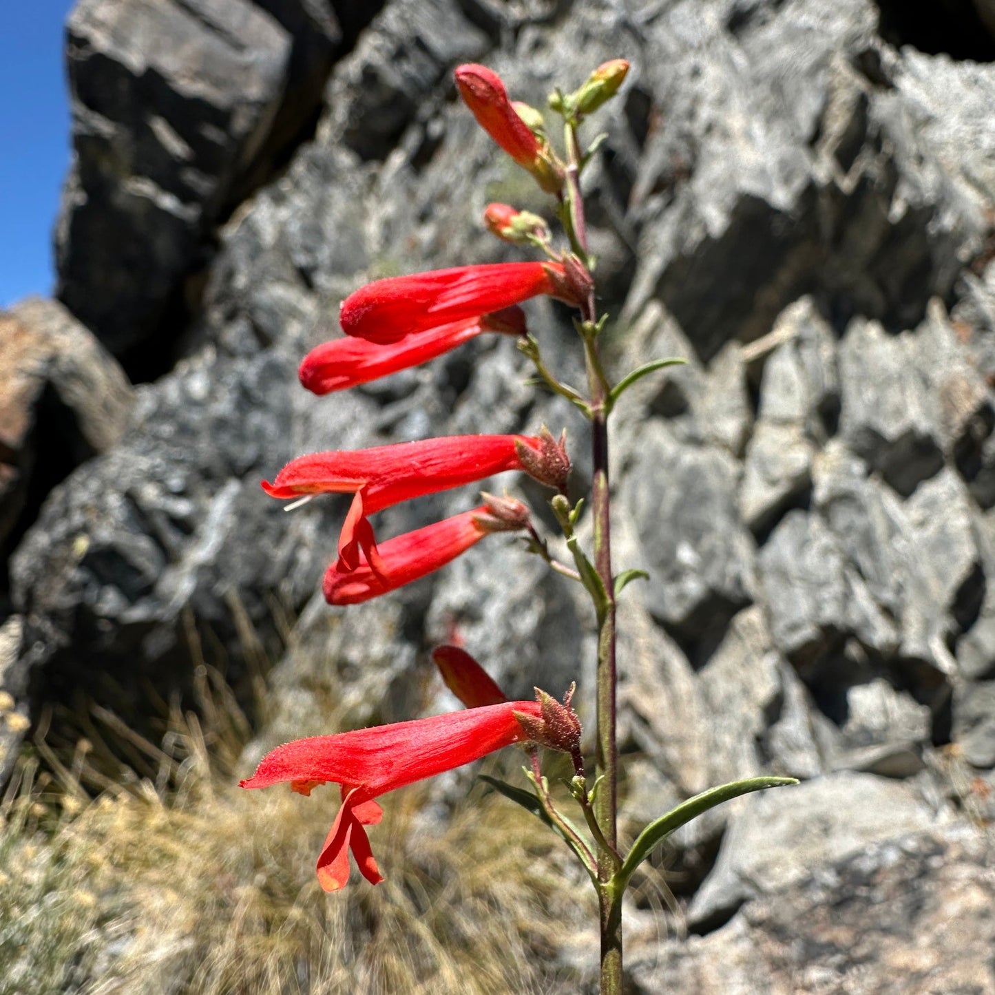 Bridges’ Penstemon