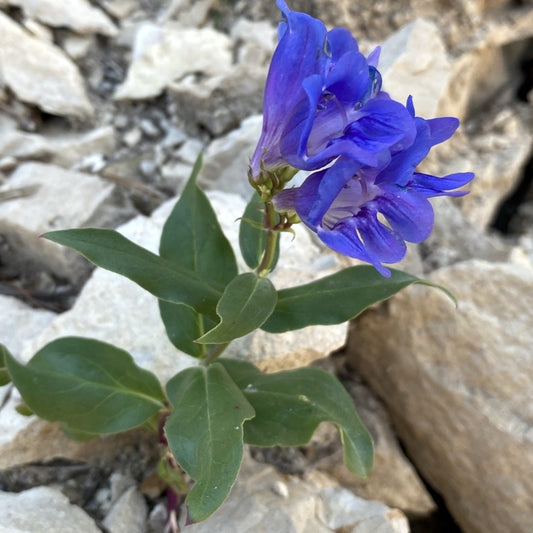 Great Basin Penstemon