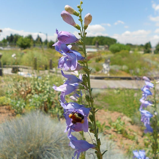 Dusty Penstemon Penstemon comarrhenus stalk with bee
