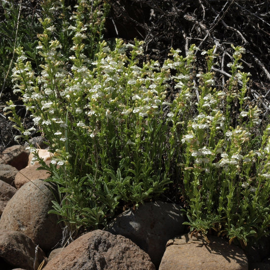 Hotrock Penstemon Penstemon deustus