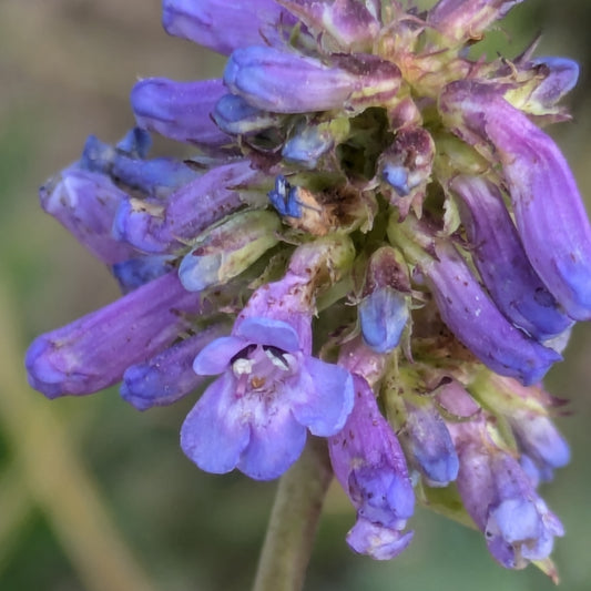 Littleflower Penstemon