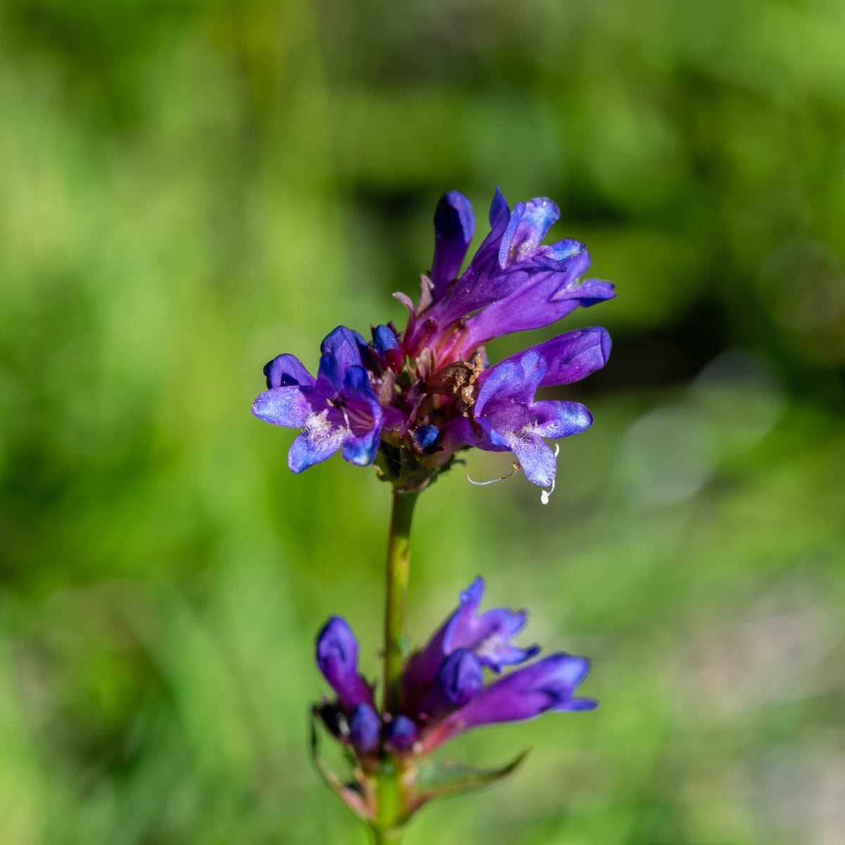 Meadow Penstemon