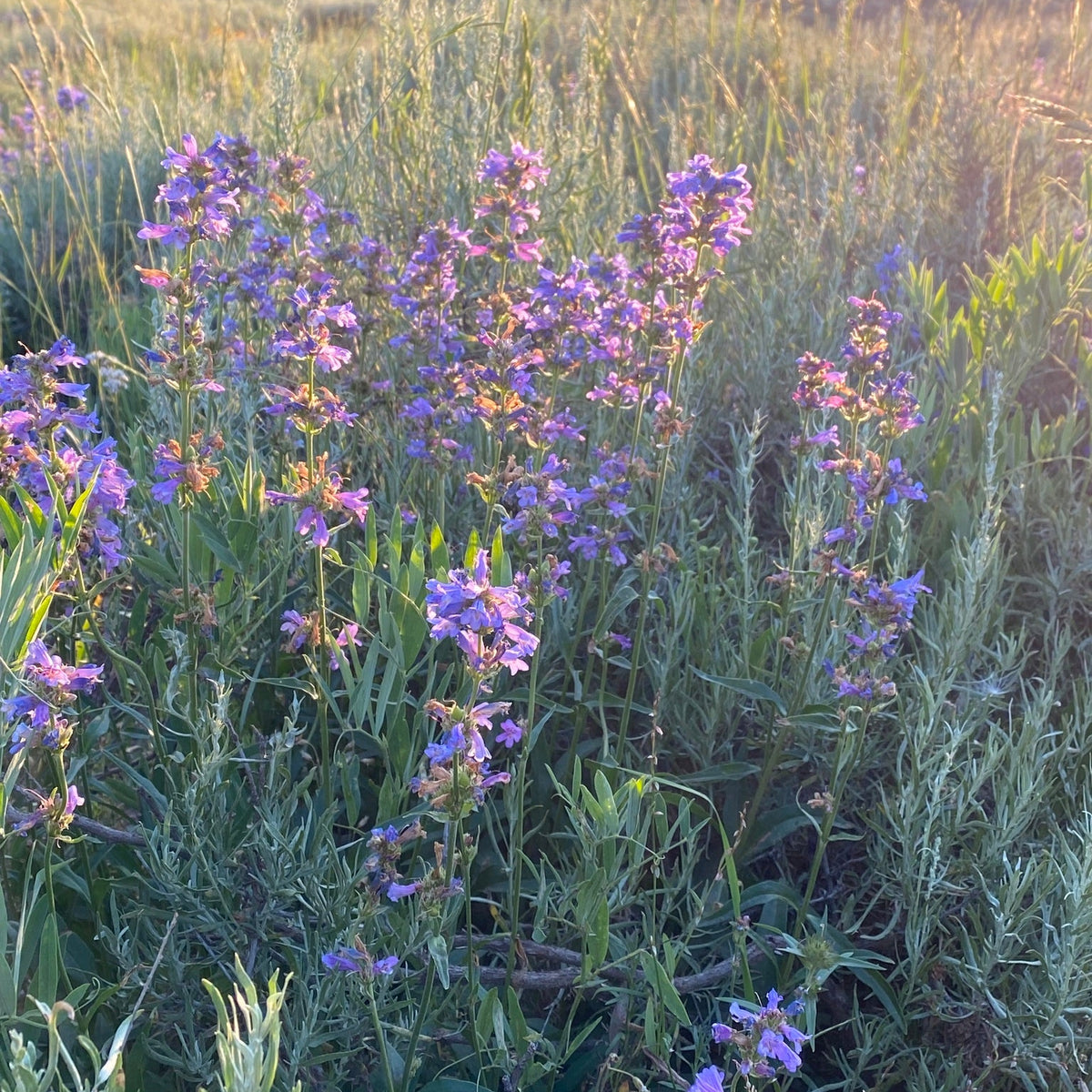 Meadow Penstemon