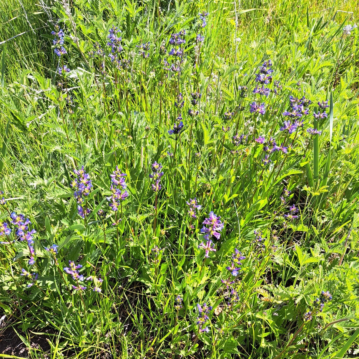 Meadow Penstemon