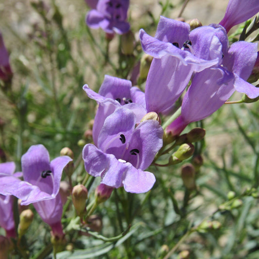 Littlecup Penstemon