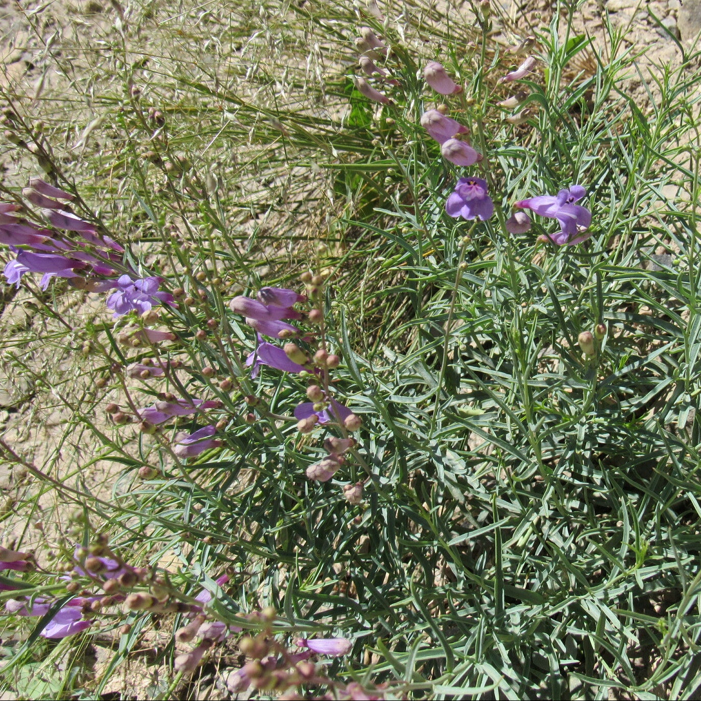 Littlecup Penstemon