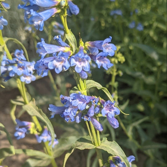 Watson's Penstemon