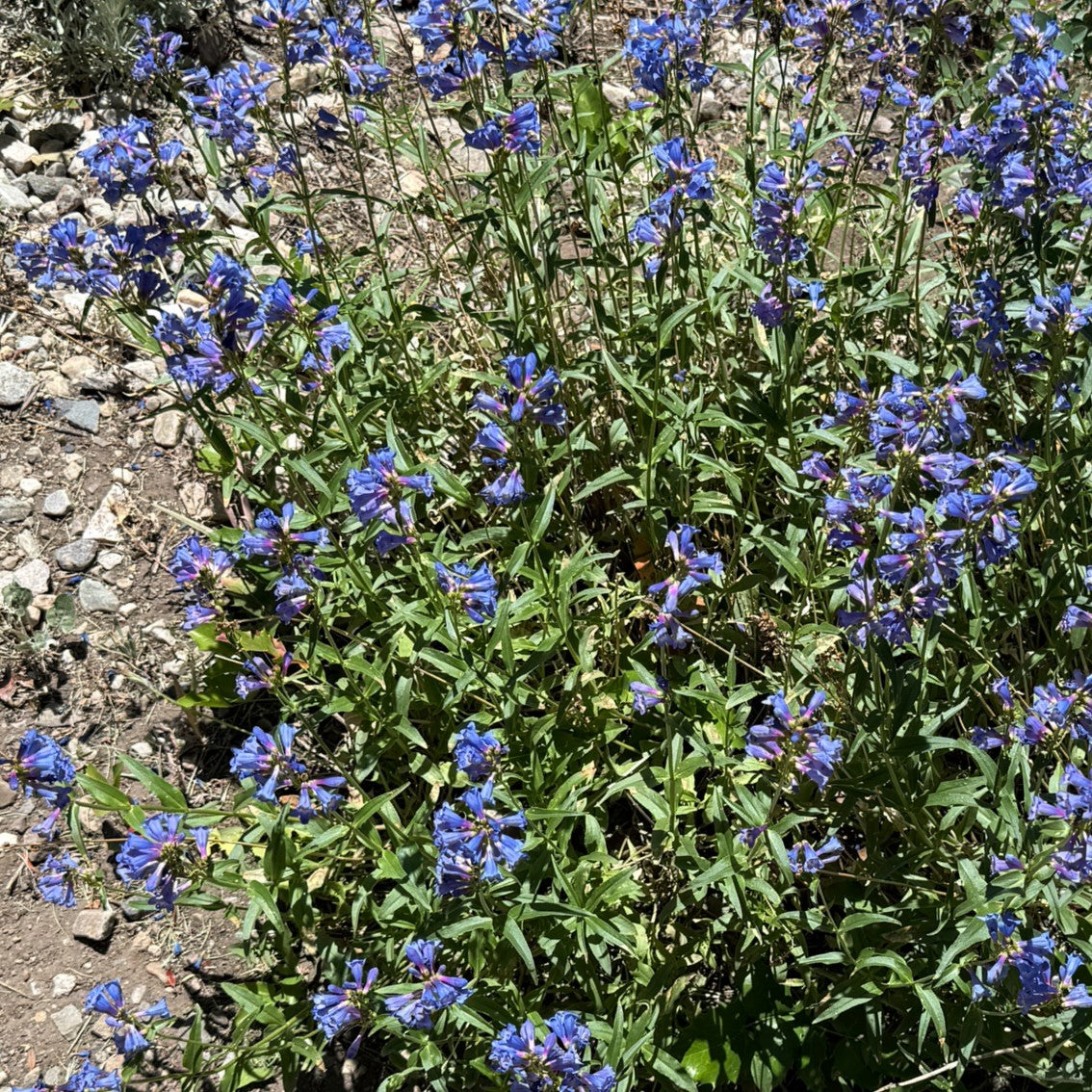 Watson's Penstemon