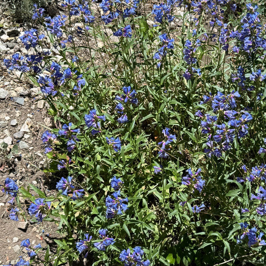 Watson's Penstemon