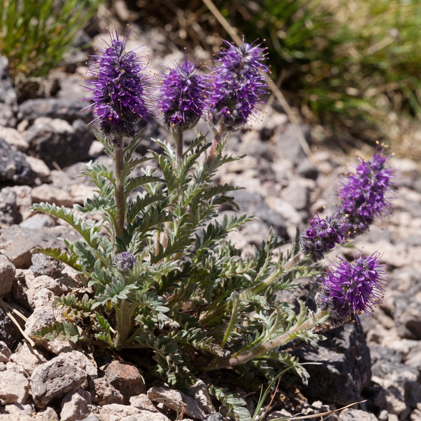 Silky Phacelia
