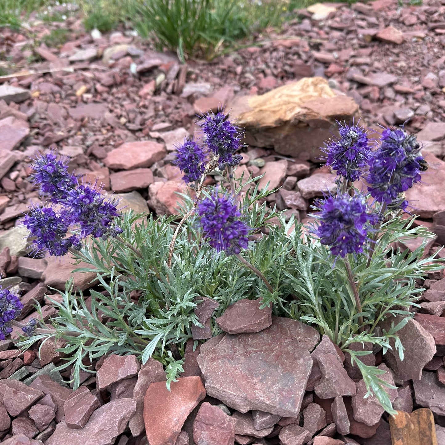 Silky Phacelia