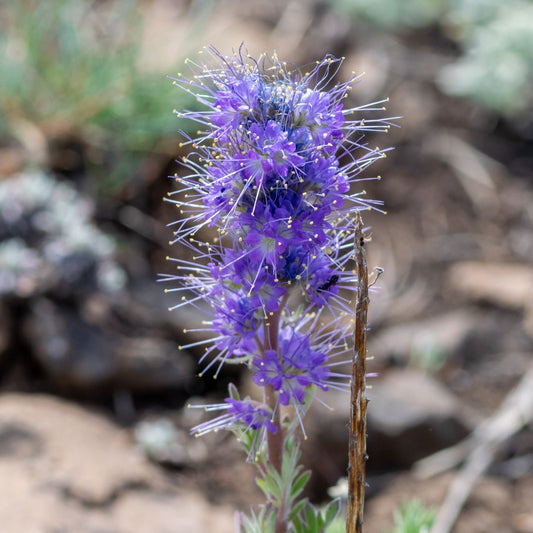Silky Phacelia