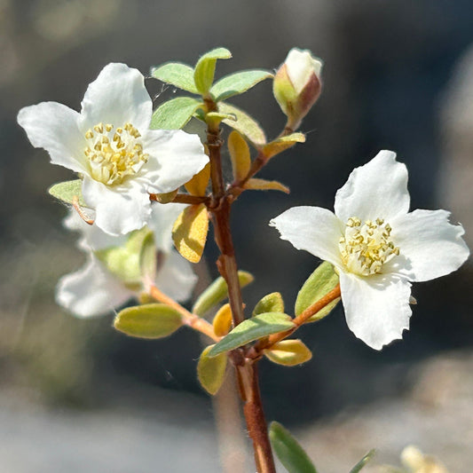 Littleleaf Mock Orange