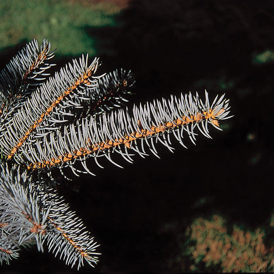 Colorado Blue Spruce