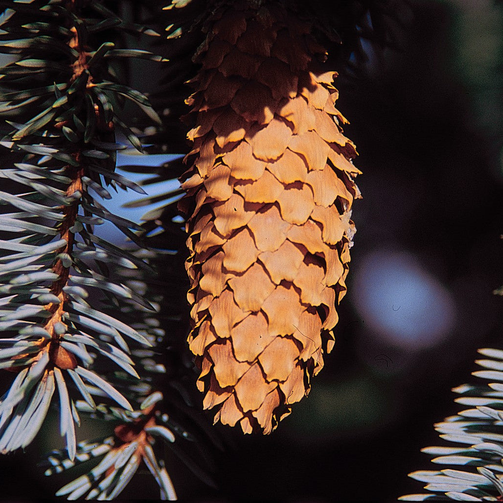Colorado Blue Spruce