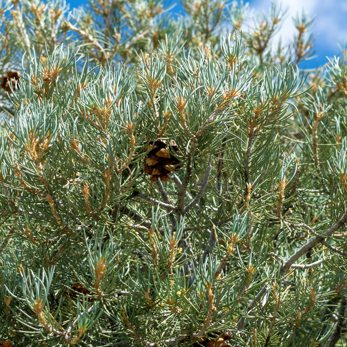 Single-Needle Pinyon Pine