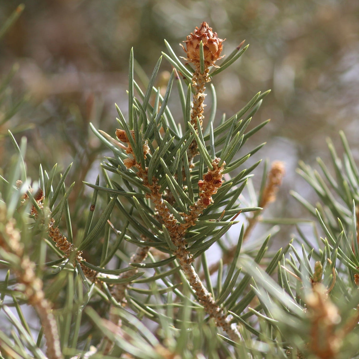 Single-Needle Pinyon Pine