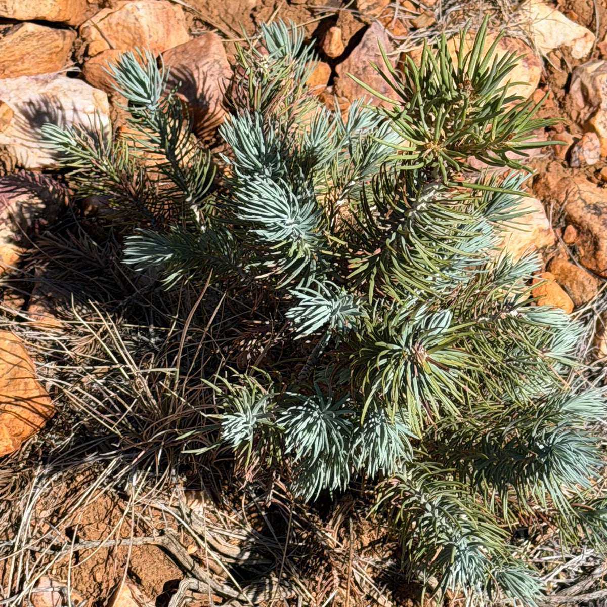 Single-Needle Pinyon Pine