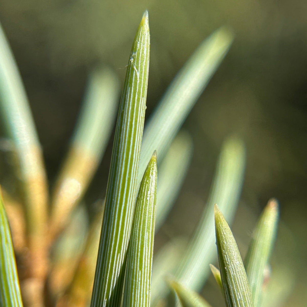 Single-Needle Pinyon Pine