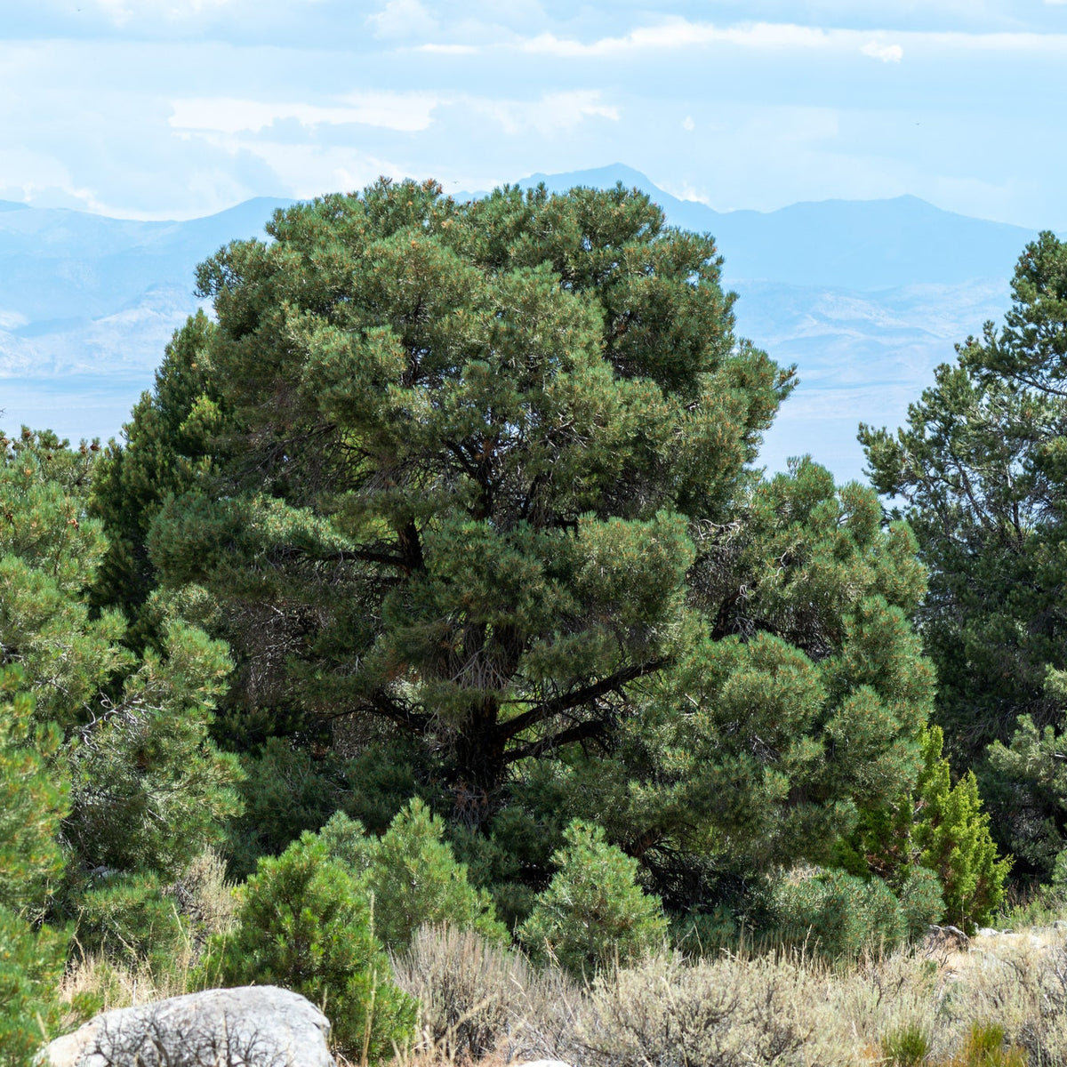 Single-Needle Pinyon Pine