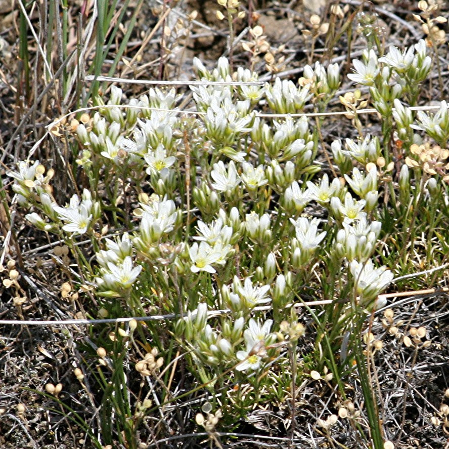 Hooker's Sandwort