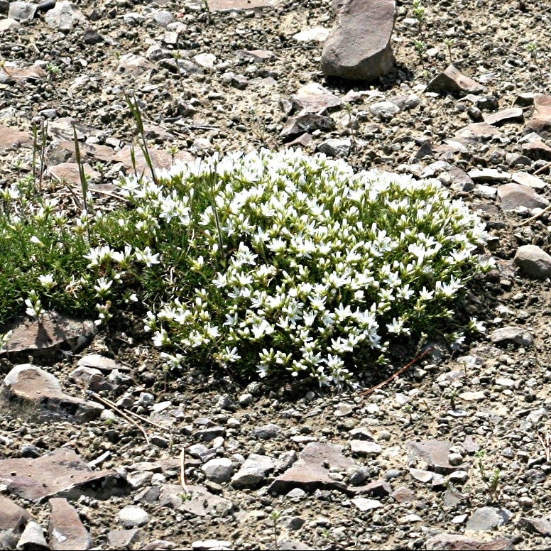 Hooker's Sandwort